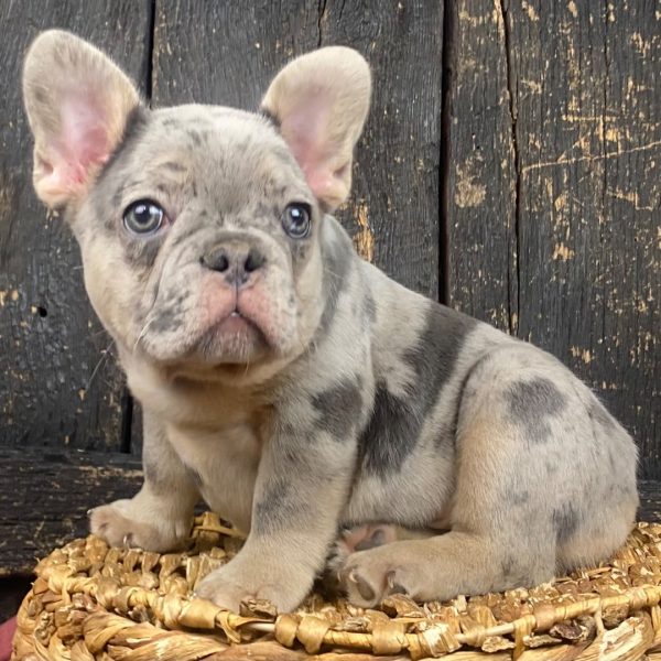Wiley, French Bulldog