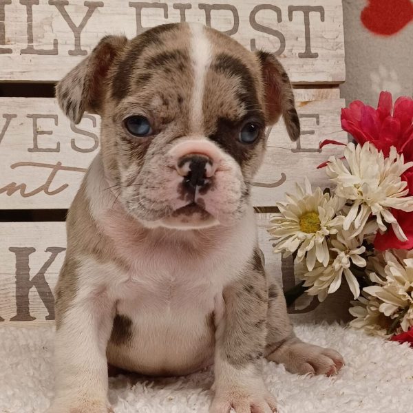 Brittany, French Bulldog