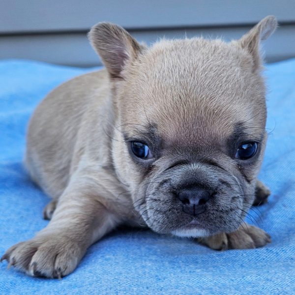 Clover, French Bulldog