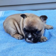 Cedar, French Bulldog