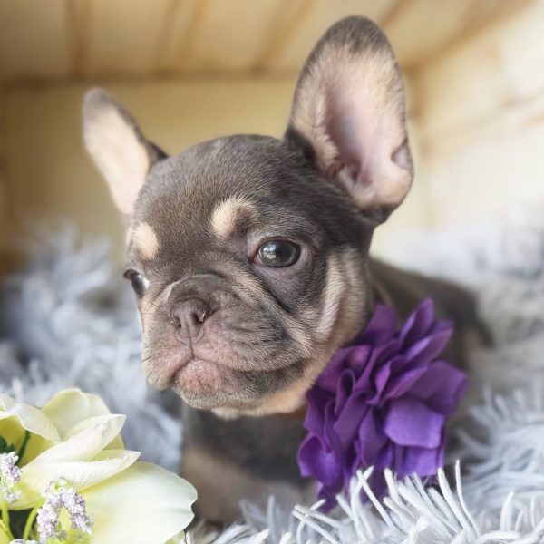 Sachna, French Bulldog