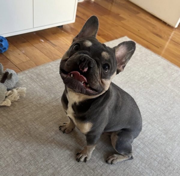 Coda, French Bulldog