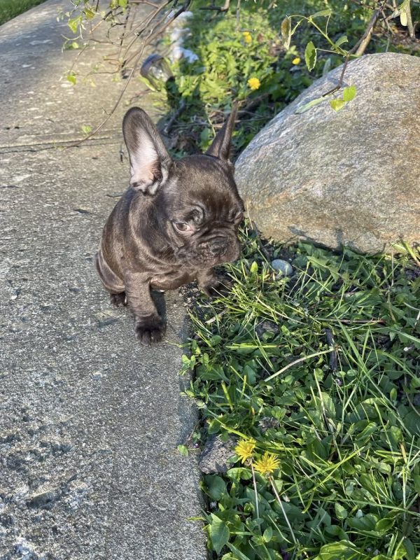 sunny, French Bulldog