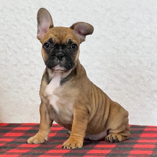 Delilah, French Bulldog