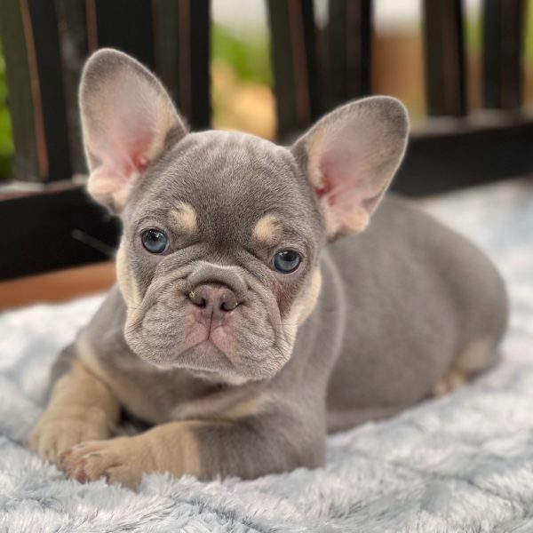 Luca, French Bulldog