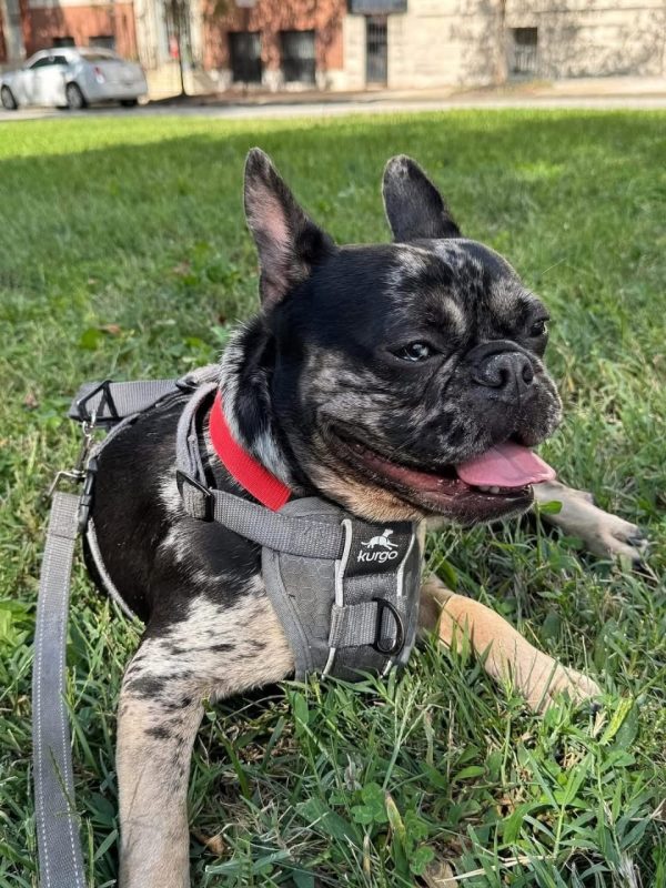 Koda, French Bulldog