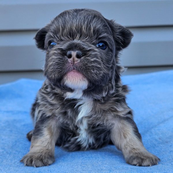 Calla, French Bulldog