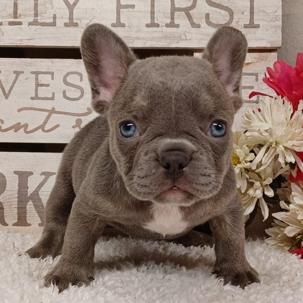 Jace, French Bulldog