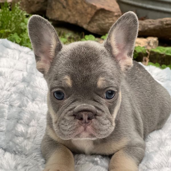 Grayson, French Bulldog