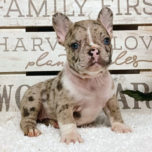 Skye, French Bulldog