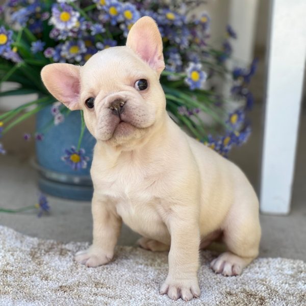 Waffles, French Bulldog